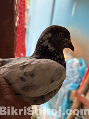 কবুতর ১ জোরা